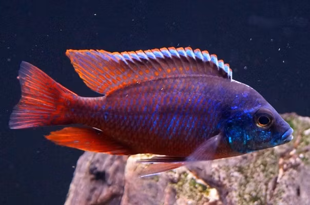 Protomelas taeniolatus