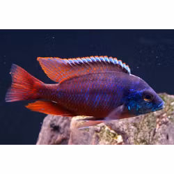 Protomelas taeniolatus "Red empress / Hinderi"