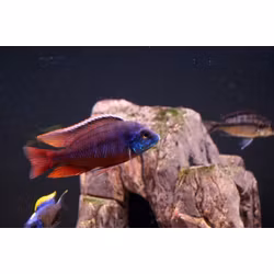 Protomelas taeniolatus "Red empress / Hinderi"
