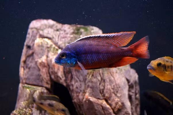 Protomelas taeniolatus "Red empress / Hinderi" C