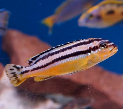 Melanochromis auratus
