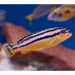 Melanochromis auratus