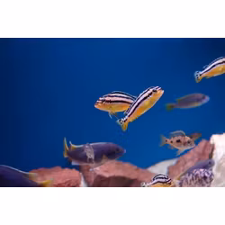 Melanochromis auratus