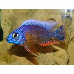 Protomelas steveni "taiwan reef"