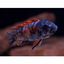 Labeotropheus Trewavasae thumbi west mc/ob