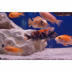 Labeotropheus Trewavasae thumbi west mc/ob