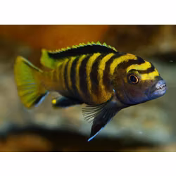 Pseudotropheus Flavus