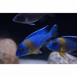 Aulonocara maulana