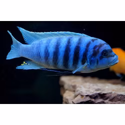 Metriaclima Zebra Chilumba (Maison Reef)