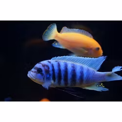 Metriaclima Zebra Chilumba (Maison Reef)