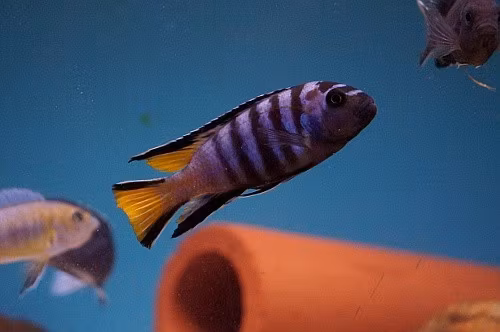Pseudotropheus elongatus mpanga