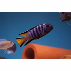 Pseudotropheus elongatus mpanga