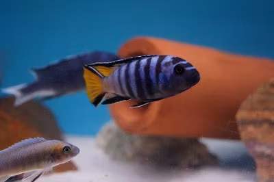 Pseudotropheus elongatus mpanga B