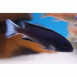 Pseudotropheus acei ngara