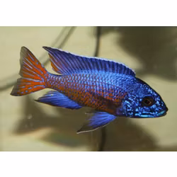 Aulonocara stuartgranti ngara