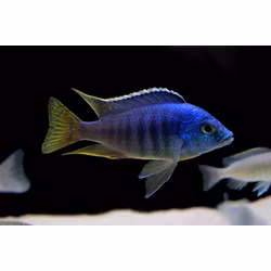 Placidochromis jalo reef