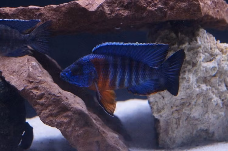 Aulonocara Haensbaenchi "red flush" B
