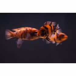 Metriaclima Estherae "OB" (orange blotched)
