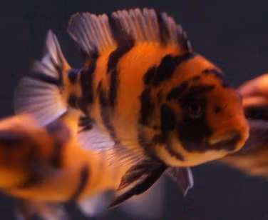 Metriaclima Estherae "OB" (orange blotched) B