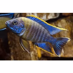 Aulonocara sp. Lwanda