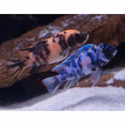 Metriaclima zebra big blotch