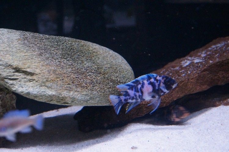 Metriaclima zebra big blotch C
