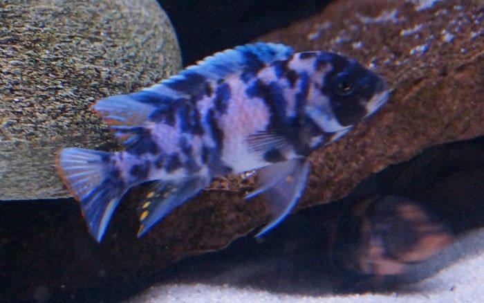 Metriaclima zebra big blotch D