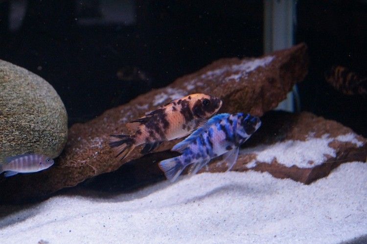 Metriaclima zebra big blotch E