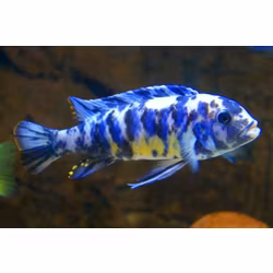 Metriaclima zebra slim