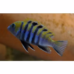 Cynotilapia afra Cobue