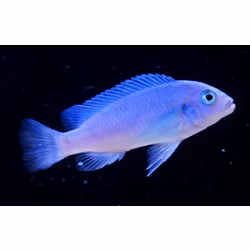 Metriaclima callainos bright blue
