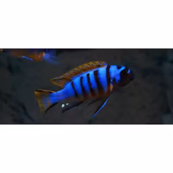 Metriaclima zebra long pelvic cheese