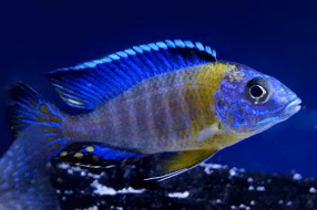 Aulonocara stuartgranti "blue neon chiwindi"