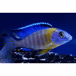 Aulonocara stuartgranti "blue neon chiwindi"