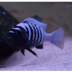 Cynotilapia sp. chinyankwazi
