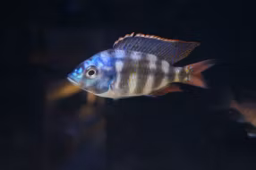 Placidochromis johnstoni solo