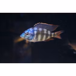 Placidochromis johnstoni solo
