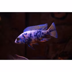 Sciaenochromis fryeri MC/OB