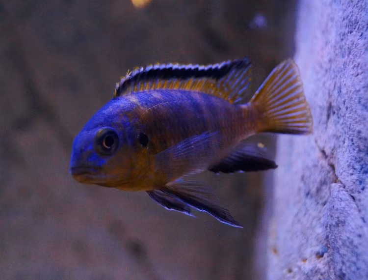 Tropheops makokola reef
