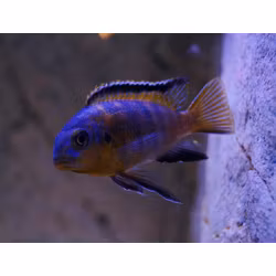 Tropheops makokola reef