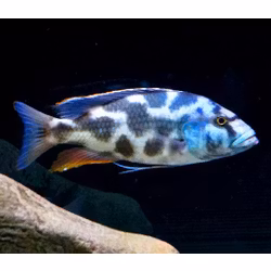 Nimbochromis livingstonii