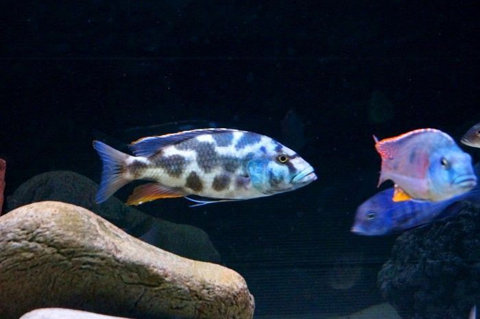 Bilder på fisk