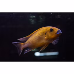 Pseudotropheus williamsi "blue lips"