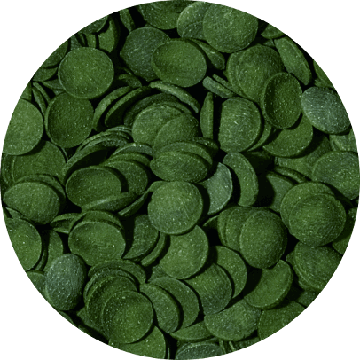 Green algae wafers 1000 ml B