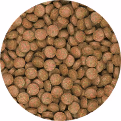 Tropical Breeder Line: Bas-Tabin B - Lösvikt