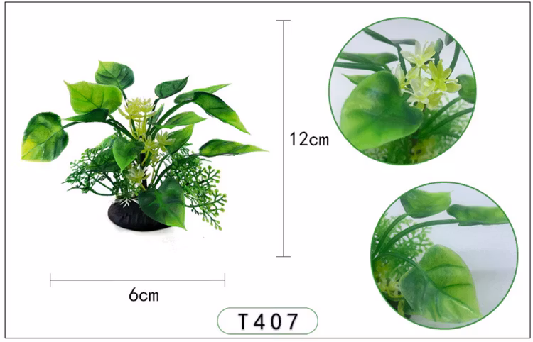 Anubias 13 cm A