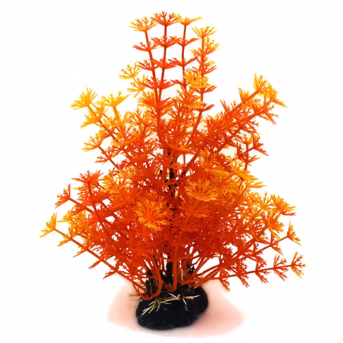 Plastväxt Hottonia orange 19 cm