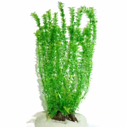 Plastväxt Rotala bonsai grön 40 cm