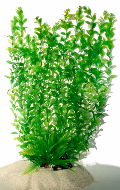Plastväxt Hygrophila 40 cm A