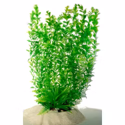 Plastväxt Hygrophila 40 cm